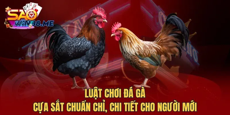 Luật chơi đá gà cựa sắt chuẩn chỉ, chi tiết cho người mới