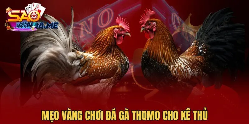 Mẹo vàng chơi đá gà Thomo cho kê thủ