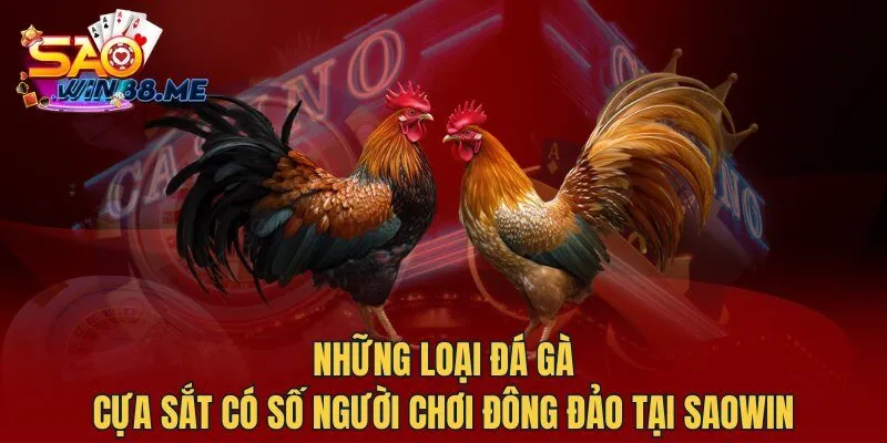 Những loại đá gà cựa sắt có số người chơi đông đảo tại Saowin