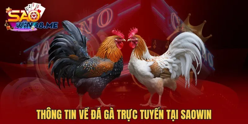 Thông tin về đá gà trực tuyến tại Saowin