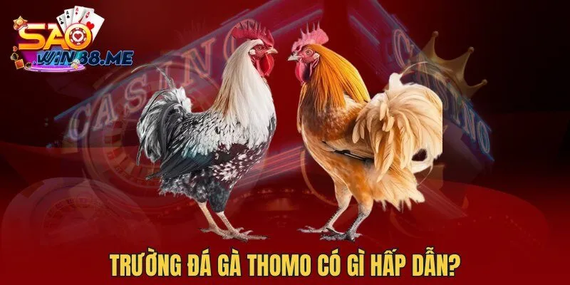 Trường đá gà Thomo có gì hấp dẫn?